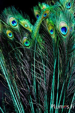 Paon bleu - 60-70  cm - jade